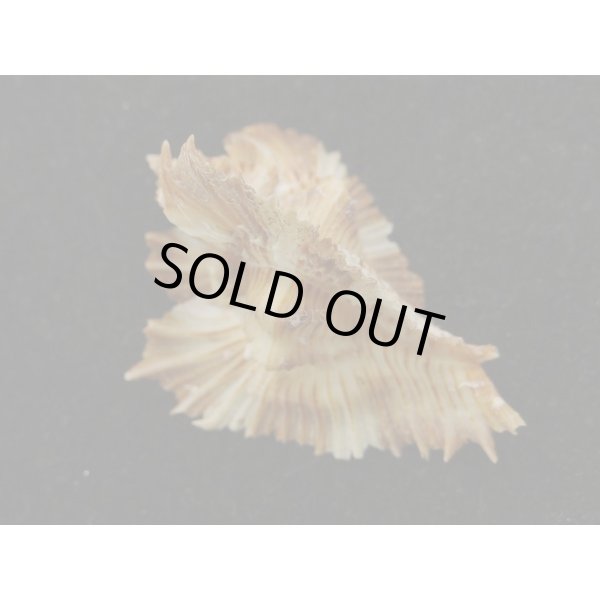 画像2: ミヨコバショウ 特美品 (2)