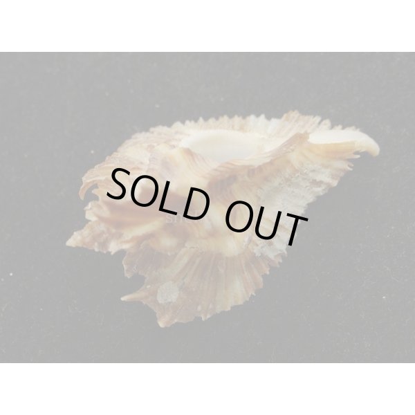 画像3: ミヨコバショウ 特美品 (3)