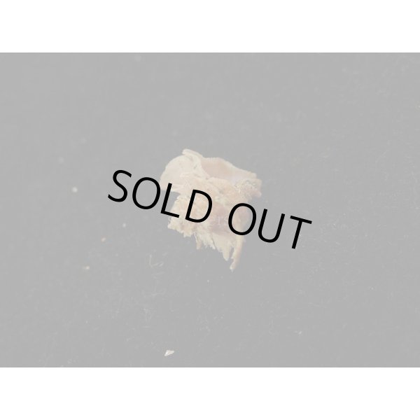 画像3: キキョウニシの仲間 (3)