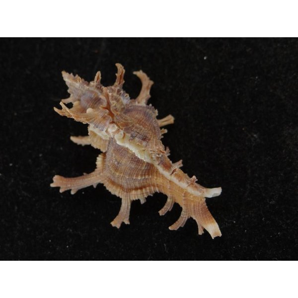 画像2: コテング 深海型 (2)