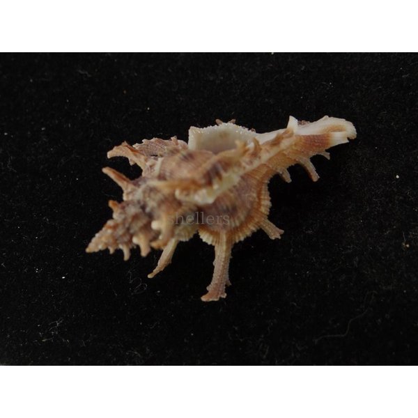 画像3: コテング 深海型 (3)