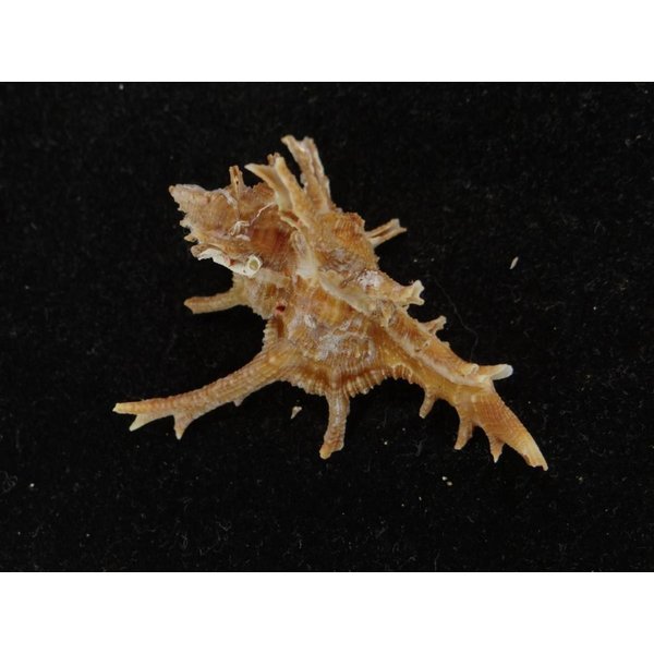 画像2: コテング 深海型 (2)