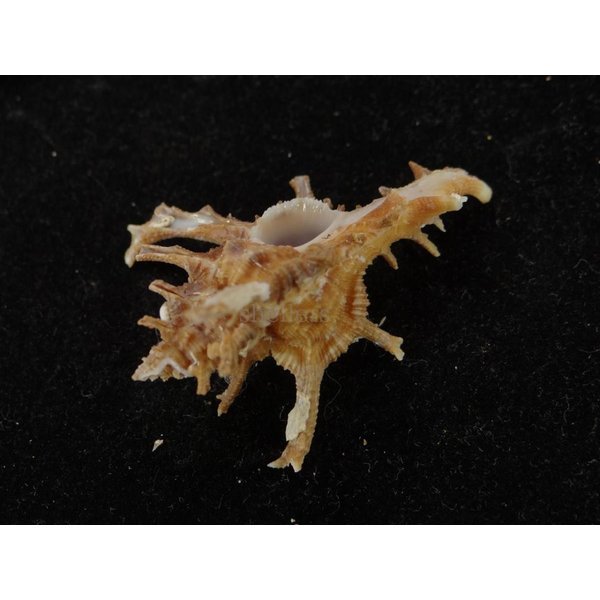 画像3: コテング 深海型 (3)