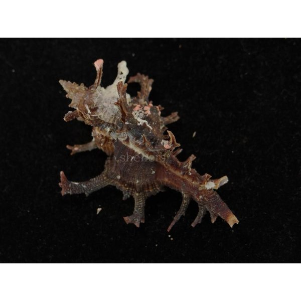 画像2: コテング 深海型 (2)