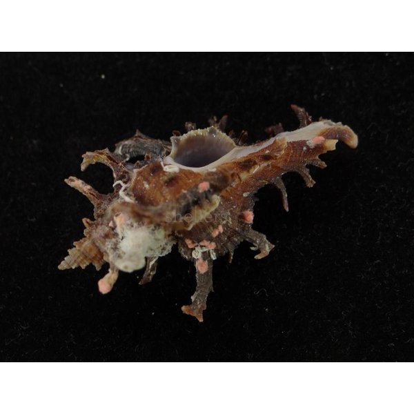 画像3: コテング 深海型 (3)