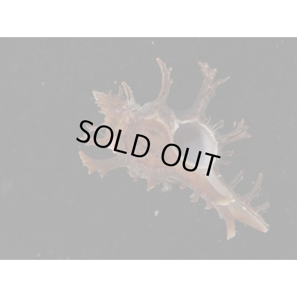 画像1: コテング 深海型 (1)