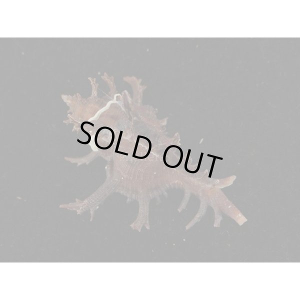 画像2: コテング 深海型 (2)