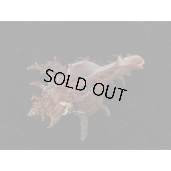 画像3: コテング 深海型 (3)