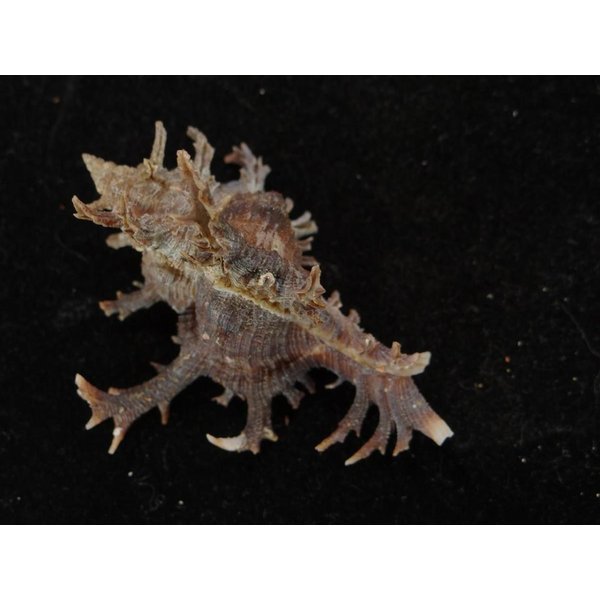 画像2: コテング 深海型 (2)