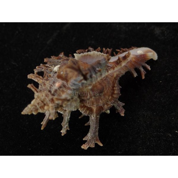 画像3: コテング 深海型 (3)