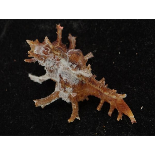 画像2: コテング 深海型 (2)