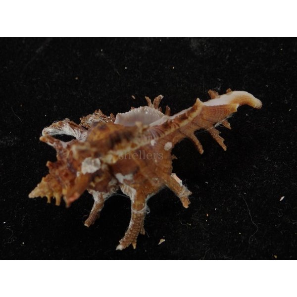 画像3: コテング 深海型 (3)