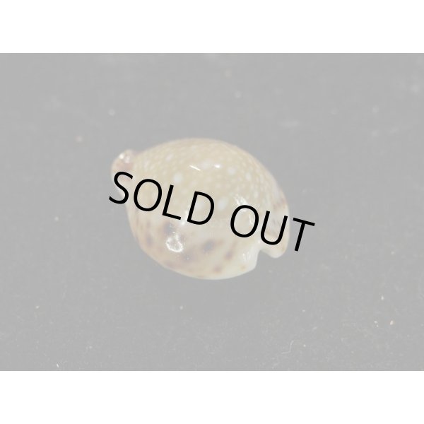 画像2: コガタラマルク 特老成 カルス (2)