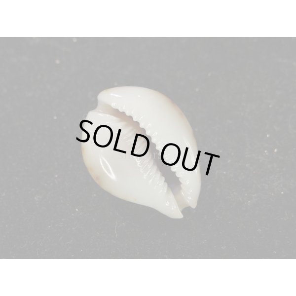 画像3: コガタラマルク 特老成 カルス (3)