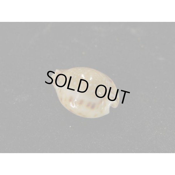 画像2: コガタラマルク 特老成 カルス (2)