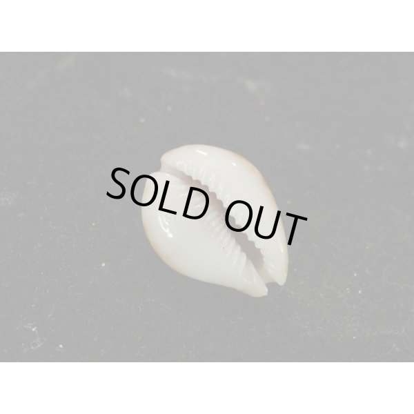 画像3: コガタラマルク 特老成 カルス (3)