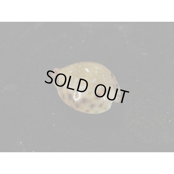 画像2: コガタラマルク 特老成 カルス (2)