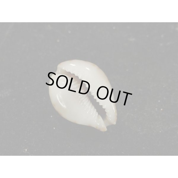 画像3: コガタラマルク 特老成 カルス (3)