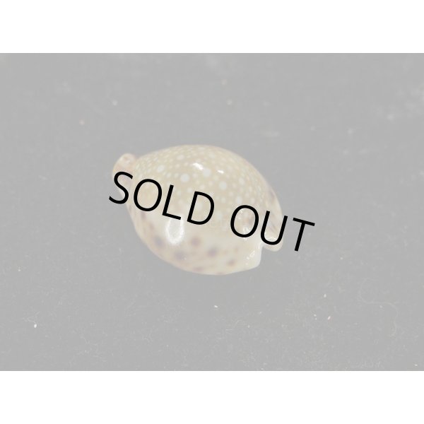 画像2: コガタラマルク 特老成 カルス (2)