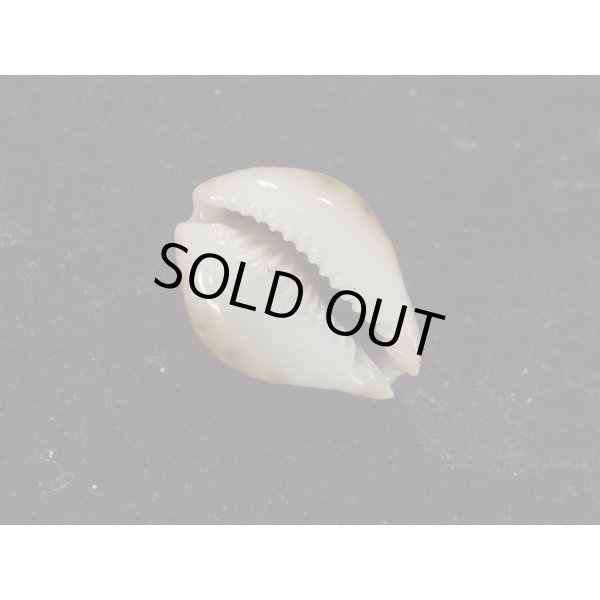 画像3: コガタラマルク 特老成 カルス (3)