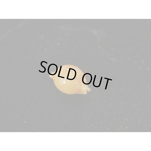 画像2: シャポニー? (2)