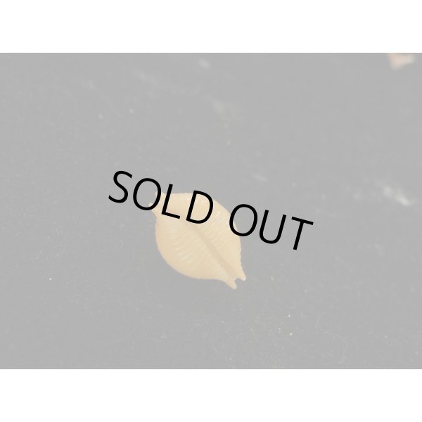 画像3: シャポニー? (3)