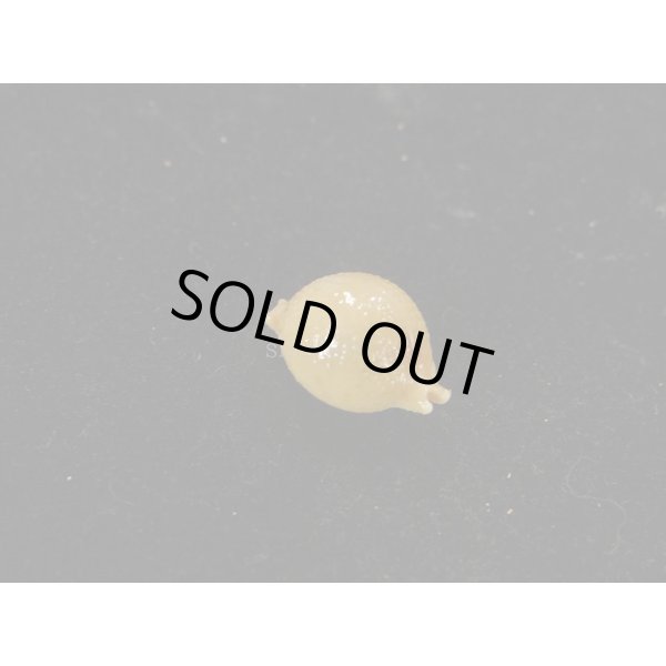 画像2: シャポニー? (2)