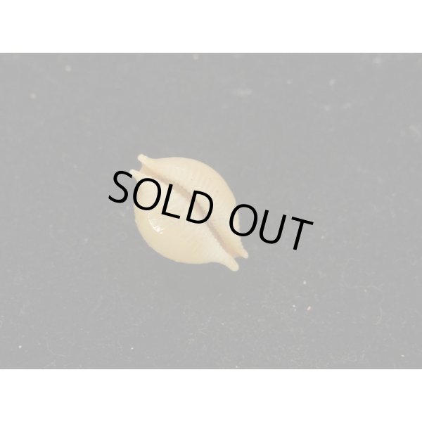 画像3: シャポニー? (3)