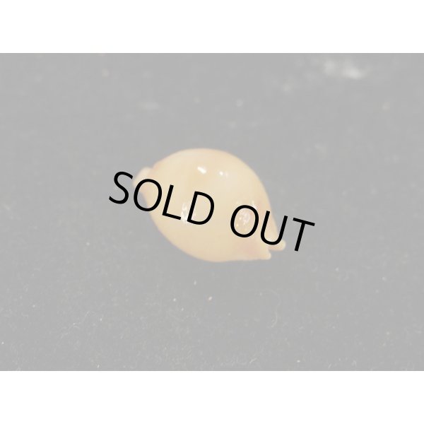 画像2: シャポニー? (2)