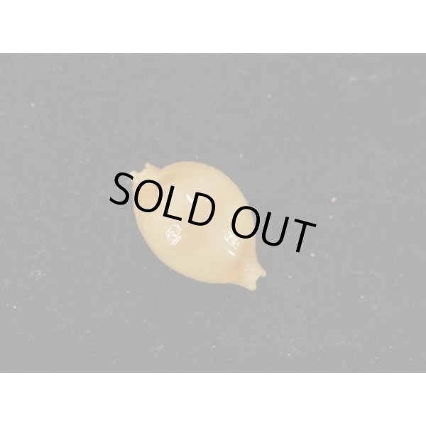 画像1: シャポニー？ (1)