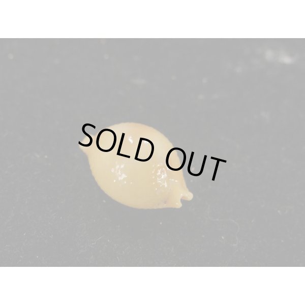 画像2: シャポニー？ (2)