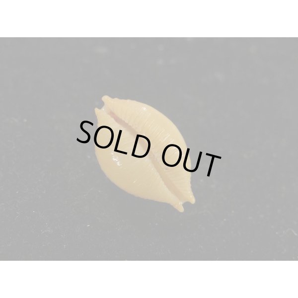 画像3: シャポニー？ (3)