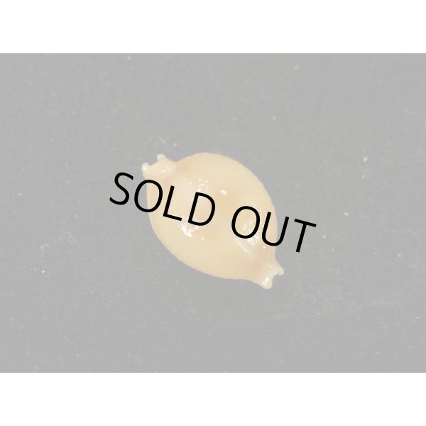 画像1: シャポニー？ (1)