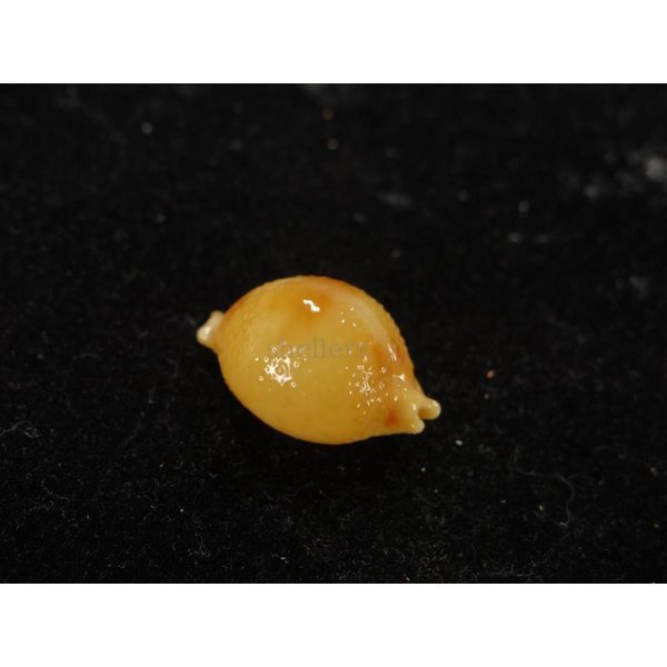 画像2: シャポニー? (2)