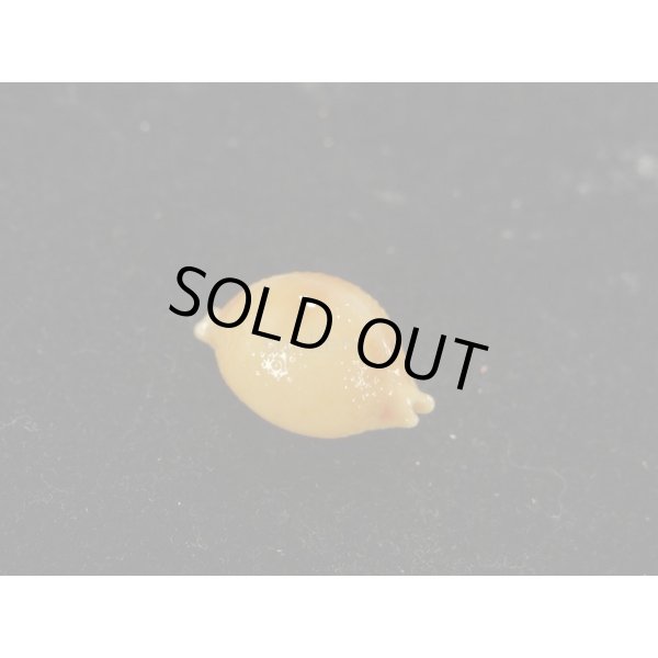 画像2: シャポニー？ (2)