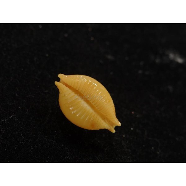 画像3: シャポニー? (3)