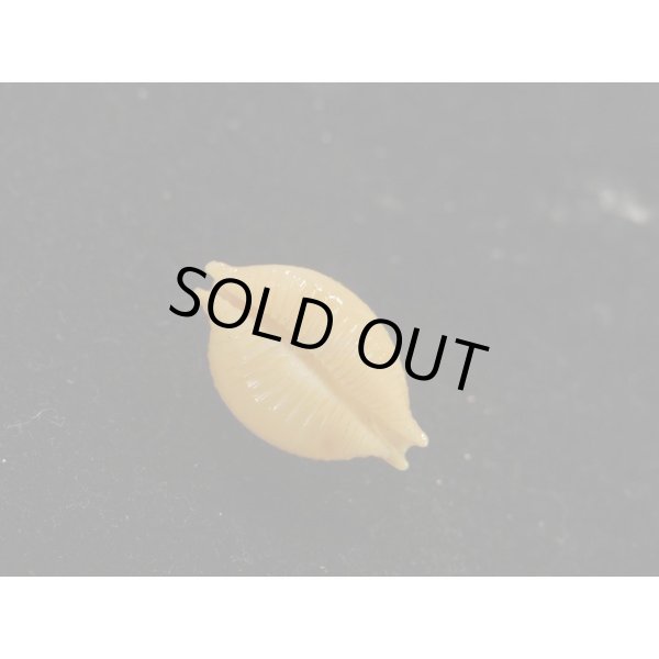 画像3: シャポニー？ (3)