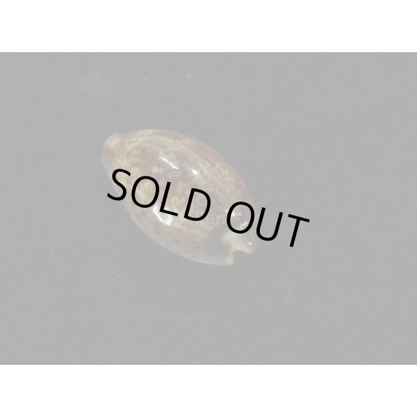 画像2: オビジメダカラ (2)