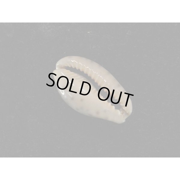 画像3: オビジメダカラ (3)