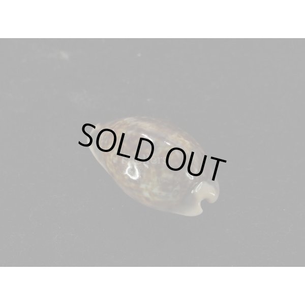 画像2: オビジメダカラ (2)