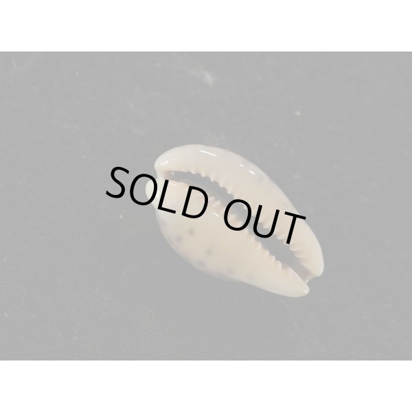 画像3: オビジメダカラ (3)