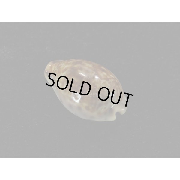 画像2: オビジメダカラ (2)