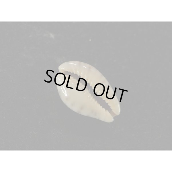 画像3: オビジメダカラ (3)