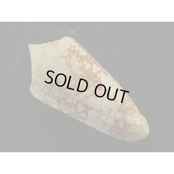 画像2: タイテンジクイモ (2)