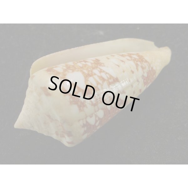 画像3: タイテンジクイモ (3)