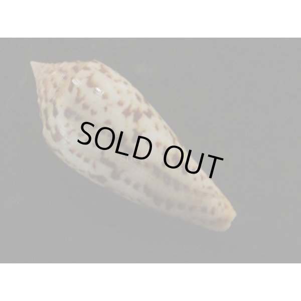 画像2: シャムイモ (2)