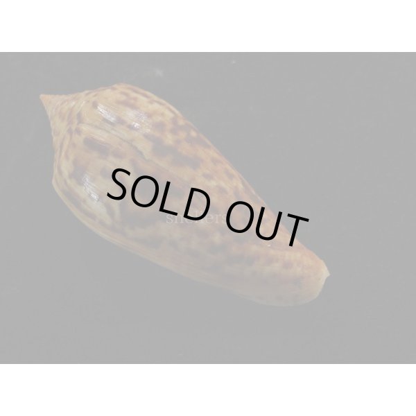 画像2: シャムイモ (2)