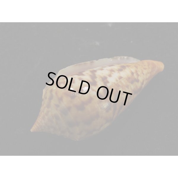 画像3: シャムイモ (3)