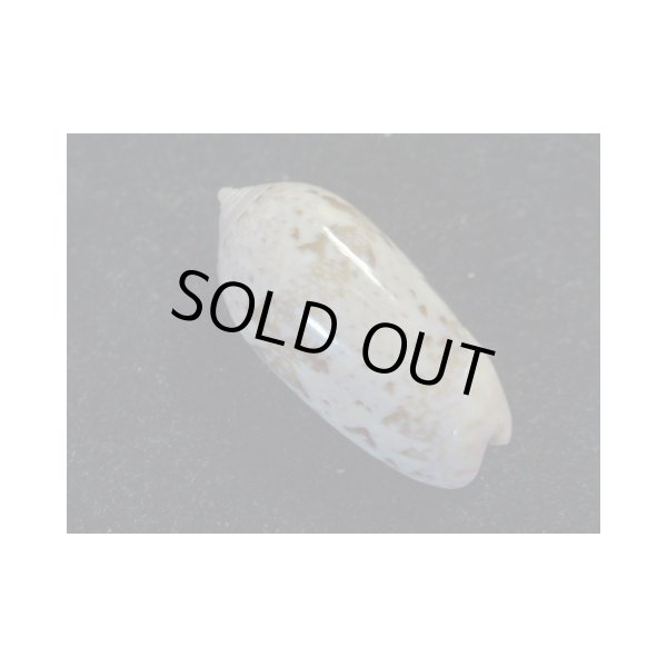 画像2: アデヤカマクラ (2)