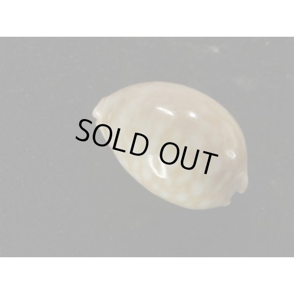 画像2: アワユキ(ミサカエ)ダカラ (2)